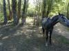 AN-Course_Pompon-2017_0005