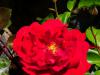 AN-Course_Pompon-2017_0039
