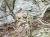 AN-Course_Pompon-2017_0146