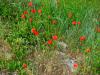 AN-Course_Pompon-2017_0160