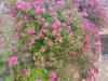 AN-Course_Pompon-2017_0175
