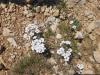 AN-Course_Pompon-2017_0204