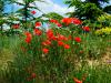 AN-Course_Pompon-2017_0239