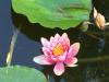 AN-Course_Pompon-2017_0304